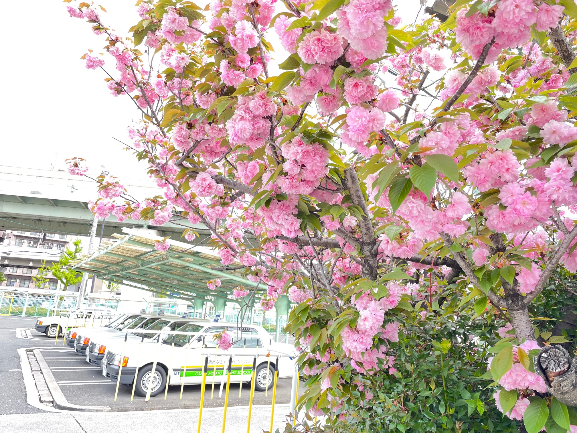 当校の八重桜が満開になりました
