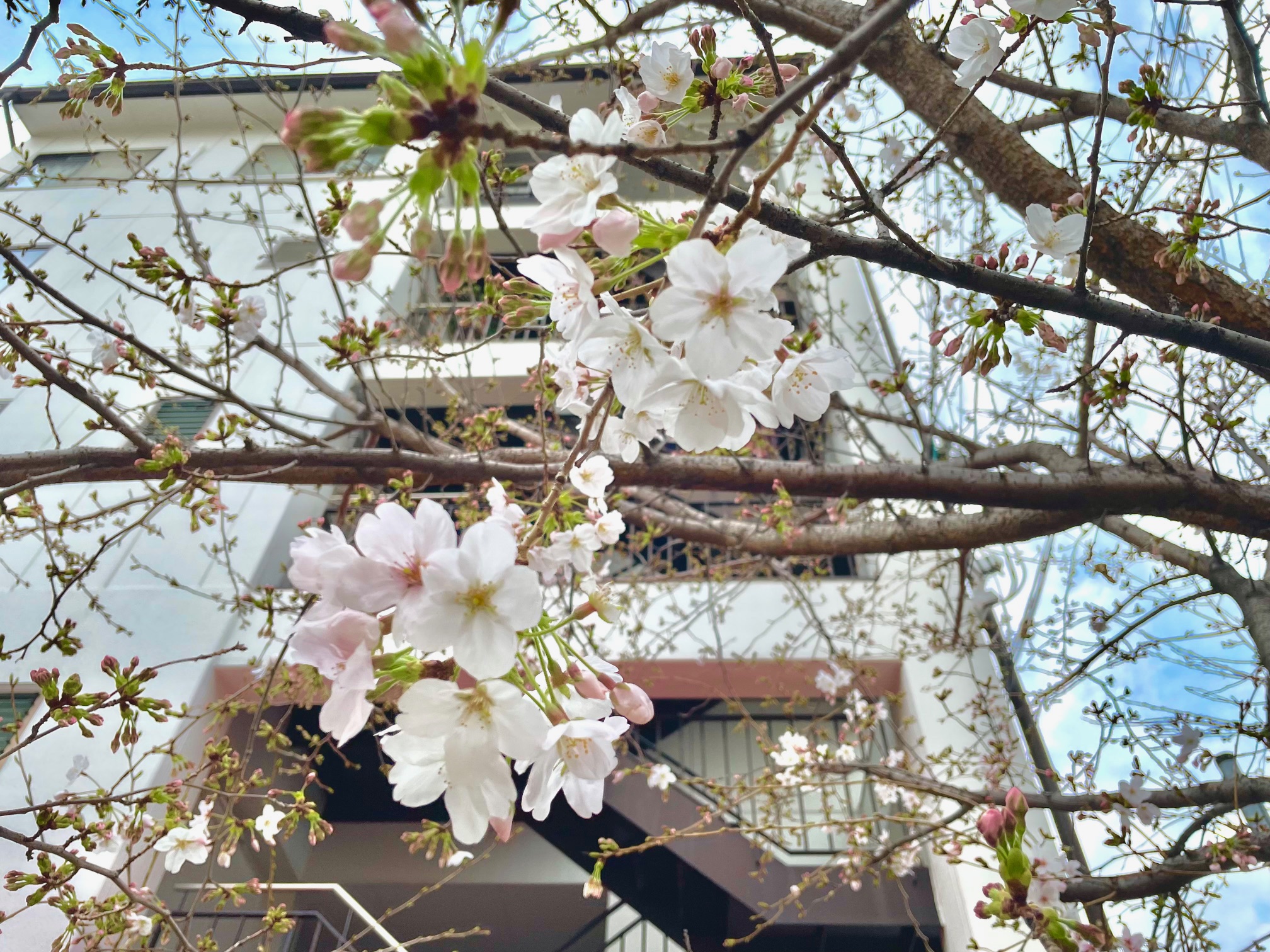 桜通りにて「桜まつり」が開催されました