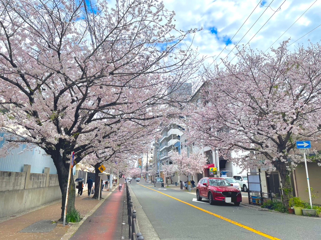 桜通りの桜が満開になりました